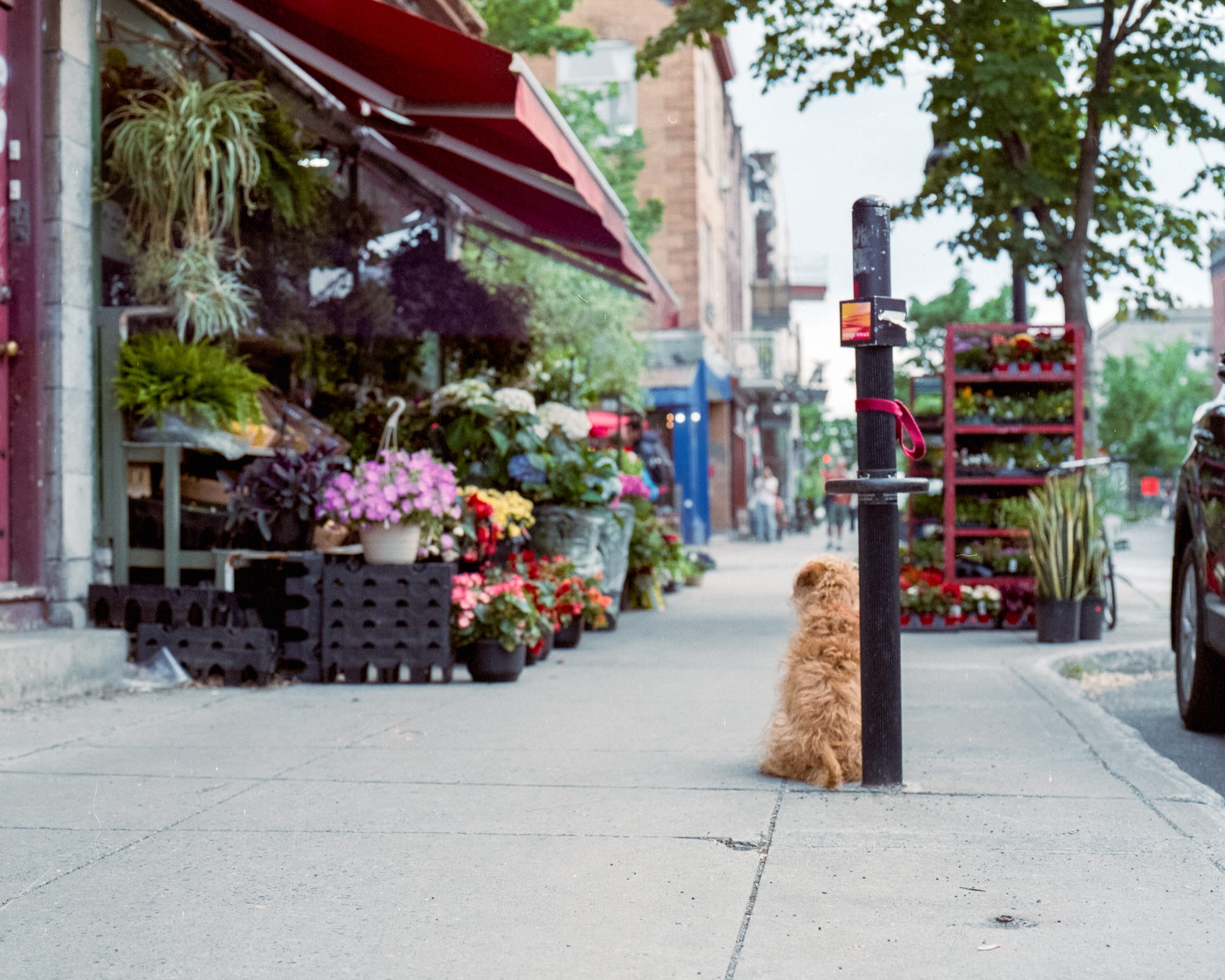 A dog tied to a parking meter waiting for his owner outside of a produce store